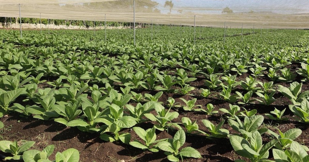 República Dominicana Apuesta por la Tecnología para el Tabaco